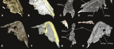 Wildebeest-like Rusingoryx atopocranion shared this bizarre feature with hadrosaurs.