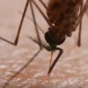 A mosquito tries to suck blood from a person. 