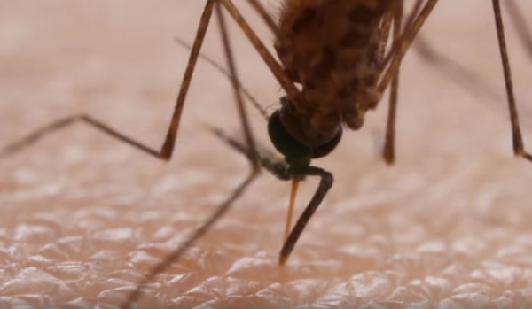 A mosquito tries to suck blood from a person. 
