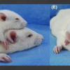 Scientists claim to have successfully performed head transplant on rats. (YouTube)