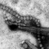 H7N9 virus