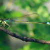 Female Dragonflies Fake Death
