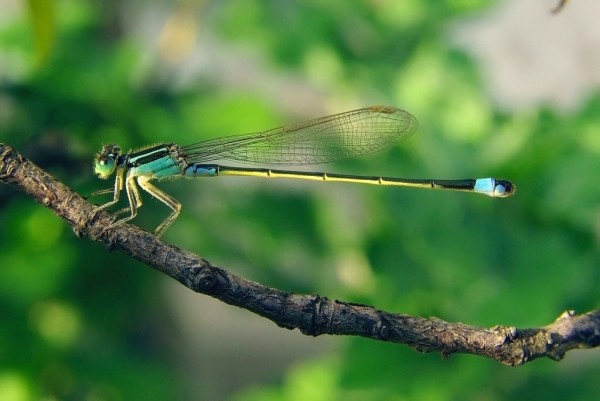 Female Dragonflies Fake Death
