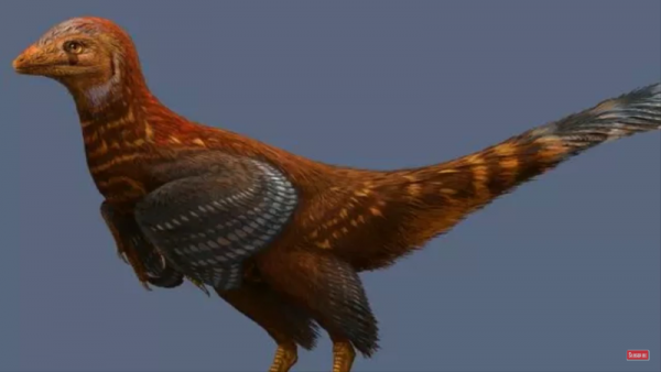 Jianianhualong tengi is approximately three feet tall and had a long tail with asymmetric feathers, as well as on its arms and legs. (YouTube)
