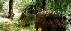 El Jefe is the last known male jaguar roaming in America's wild.