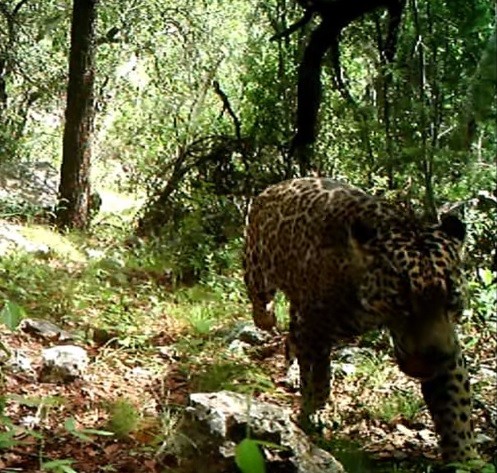 El Jefe is the last known male jaguar roaming in America's wild.