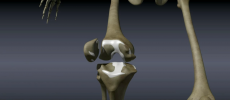 Osteoarthritis usually affects any joint, but it is common in the hips, lower back, neck, bases of the thumb and big toe, small joints of the fingers, as well as knees. (YouTube)