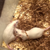 Researchers from the University of Texas Health San Antonio have been able to cure diabetes in mice without any side effects.  (YouTube)