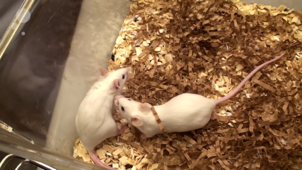 Researchers from the University of Texas Health San Antonio have been able to cure diabetes in mice without any side effects.  (YouTube)