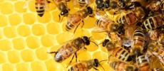 European honeybees spread the Varroa mite virus to other beehive populations around the world.