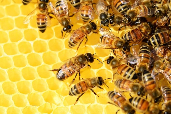 European honeybees spread the Varroa mite virus to other beehive populations around the world.