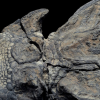 Very Well Preserved Dinosaur Fossil Is The Best The World Has Ever Seen