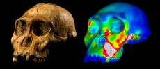 The fossilized skull of Australopithecus sediba specimen MH1 and a finite element model of its cranium depicting strains experienced during a simulated bite on its premolars.