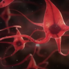 The newly discovered neuron plays an important role in the ability of humans to navigate environment. (YouTube)