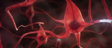 The newly discovered neuron plays an important role in the ability of humans to navigate environment. (YouTube)