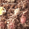 A farm in Sichuan province uses maggots' feces into an organic fertilizer and as a high-protein animal feed. (YouTube)