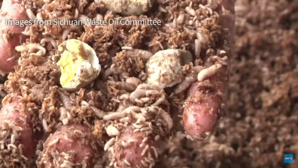 A farm in Sichuan province uses maggots' feces into an organic fertilizer and as a high-protein animal feed. (YouTube)