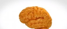 A model of the human brain. 