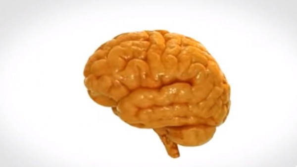 A model of the human brain. 