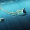 An international team of scientists have discovered two new plankton-eating fossil fish species, of the genus called Rhinconichthys, which lived 92 million years ago in the oceans of the Cretaceous Period.