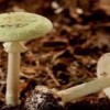 Beware! Wild ‘Death Cap’ Mushroom Poisons Northern California Citizens; Details Inside
