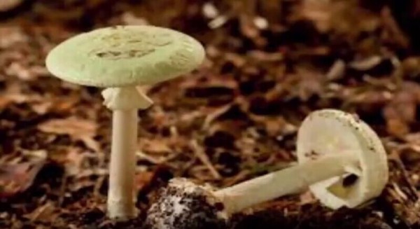 Beware! Wild ‘Death Cap’ Mushroom Poisons Northern California Citizens; Details Inside