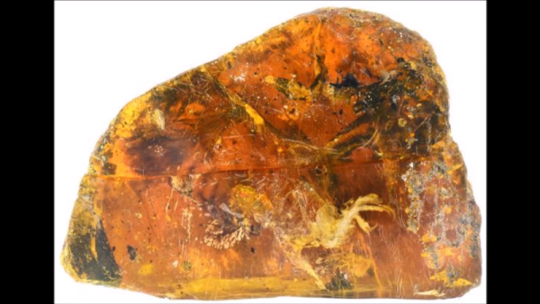 Researchers have found a 99 million-year-old baby bird trapped in amber in Myanmar. (YouTube)