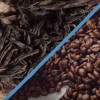 Coffee beans and dried tea leaves are being compared with each other. 