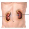 A depiction of where the kidneys are to be found. 