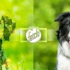 Microsoft Fetch! App