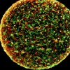 Mini Brains