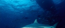 Blacktip sharks migrate near Palm Beach County, Florida for the winter. 