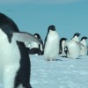 Adelie penguins are now landlocked in Commonwealth Bay in Antarctica, causing more than 150,000 deaths.