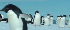 Adelie penguins are now landlocked in Commonwealth Bay in Antarctica, causing more than 150,000 deaths.