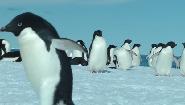 Adelie penguins are now landlocked in Commonwealth Bay in Antarctica, causing more than 150,000 deaths.