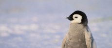 A little over a century ago, Commonwealth Bay in Antarctica is home to possible overestimated 200,000 birds. 