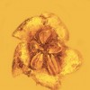 This asterid flower is one of the only fossils of this family ever discovered