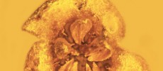 This asterid flower is one of the only fossils of this family ever discovered