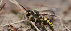 A Cerceris arenaria wasp.