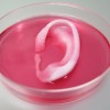 3D Printed Ear