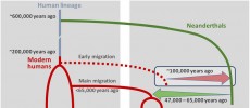 Scenario of interbreeding between modern humans and Neanderthals: Neanderthal DNA in present-day humans outside Africa originates from interbreeding that occurred 47,000 – 65,000 years ago (green arrow). Modern human DNA in Neanderthals is likely a conseq