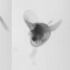 Sea butterflies, or Limacina helicina, is a zooplankton snail that lives in cold oceans.