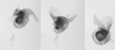 Sea butterflies, or Limacina helicina, is a zooplankton snail that lives in cold oceans.