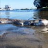 Pike Eel
