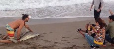 A Florida man pulls up a shark from the water, drags it down on the sand for a selfie in Palm Beach.