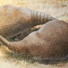 Gylptodonts are ancient armadillos that were the size of a small car.