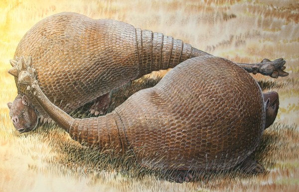 Gylptodonts are ancient armadillos that were the size of a small car.