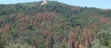 Almost all forests in the U.S. are threatened by drought and climate change.