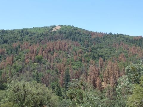 Almost all forests in the U.S. are threatened by drought and climate change.