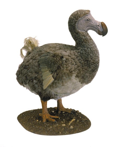 A model of a dodo that will be on display in the Museum’s upcoming exhibition about the relationships between birds and dinosaurs, Dinosaurs Among Us.